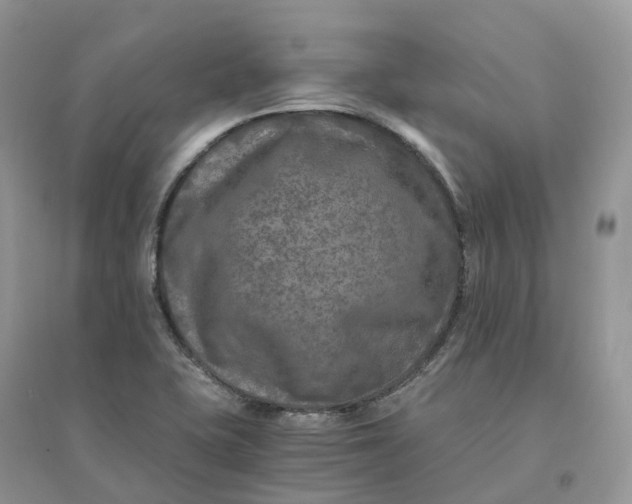 X0000096181415200802011331