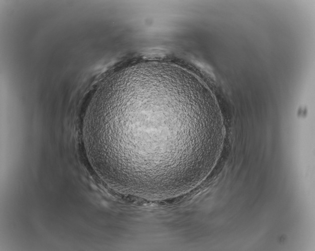 X0000096181445200802011331