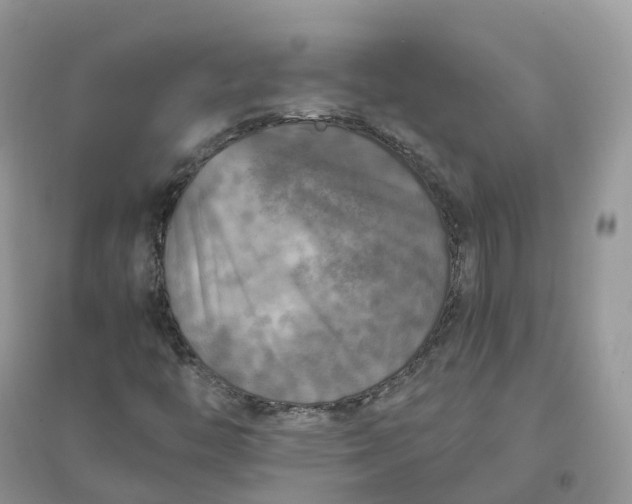 X0000096181446200802011331