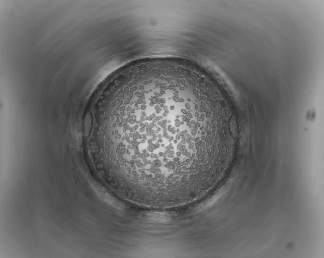 X0000096181457200802011331