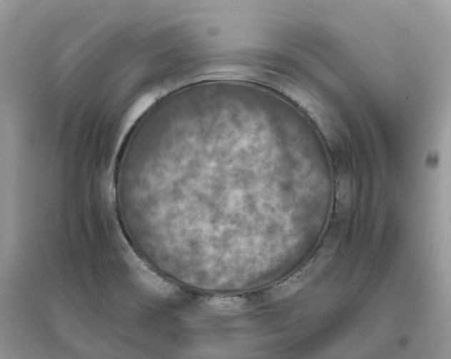 X0000096181466200802011331