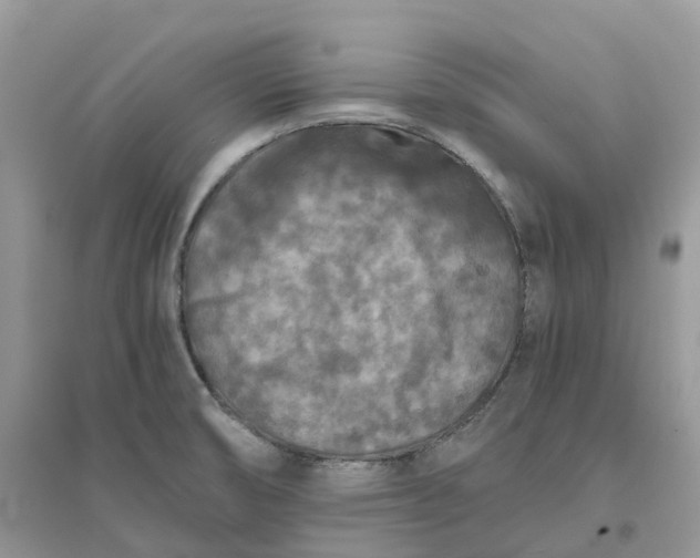 X0000096181474200802011331