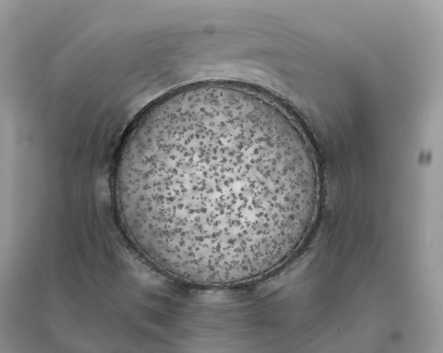 X0000096181497200802011330