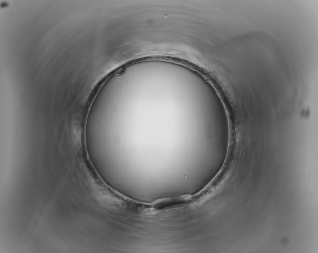 X0000096181505200802011330