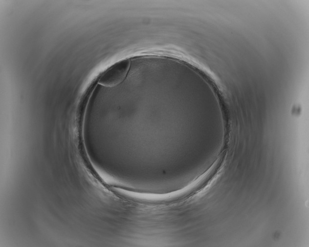 X0000096181506200802011330