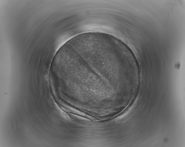 X0000096181529200802011330