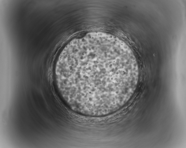 X0000096180002200802081509