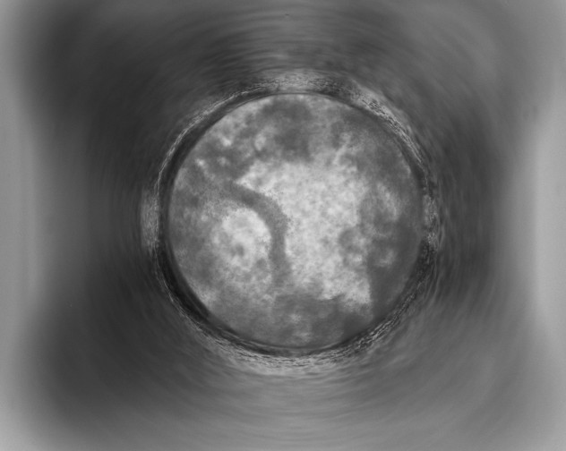 X0000096180012200802081509