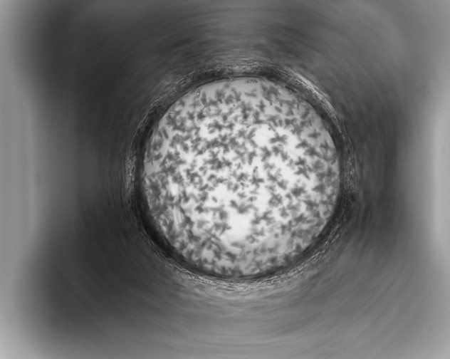 X0000096180018200802081509