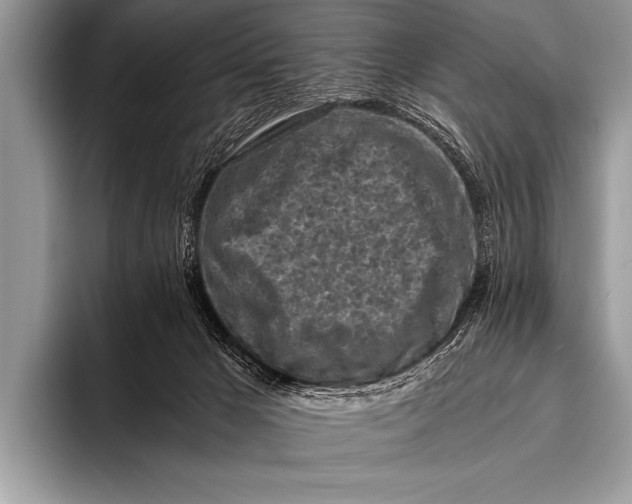 X0000096180029200802081508