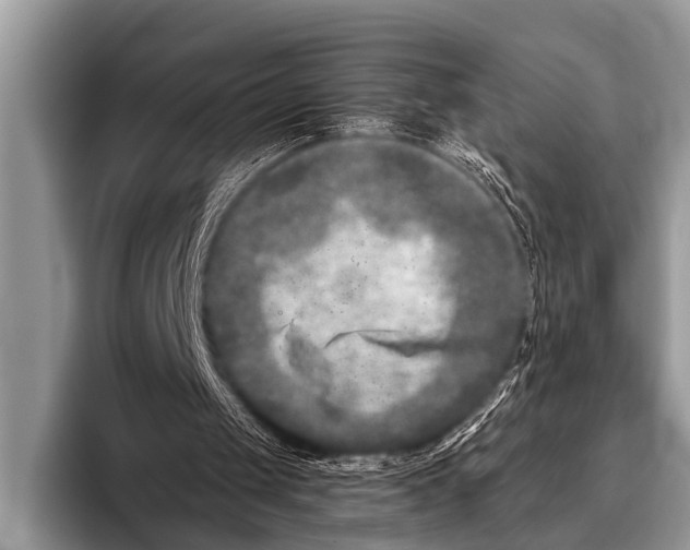 X0000096180049200802081508
