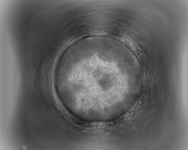 X0000096180145200802081506