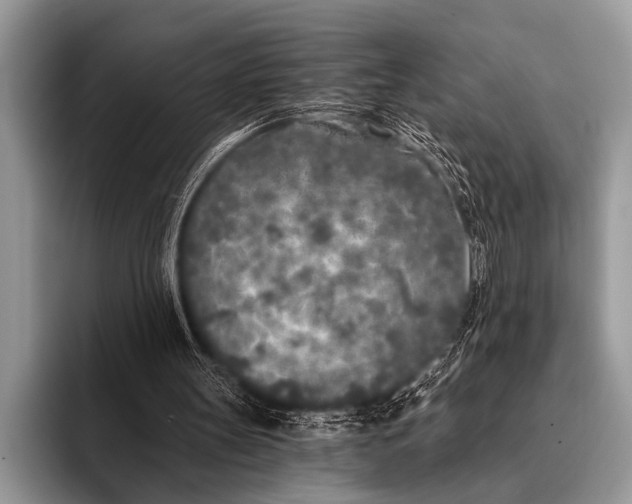 X0000096180147200802081506