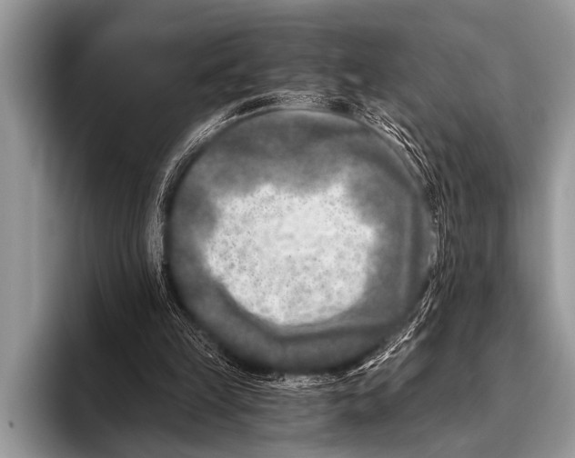 X0000096180149200802081506