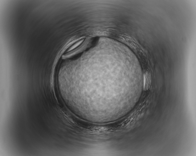 X0000096180195200802081506