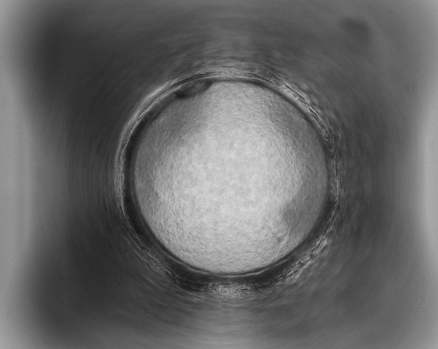 X0000096180199200802081506
