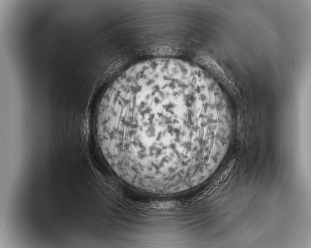 X0000096180202200802081506