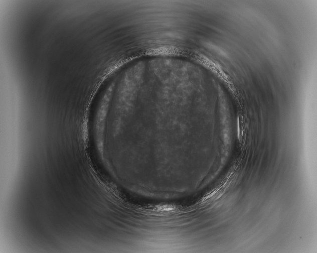 X0000096180204200802081506