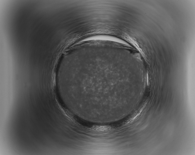 X0000096180205200802081506