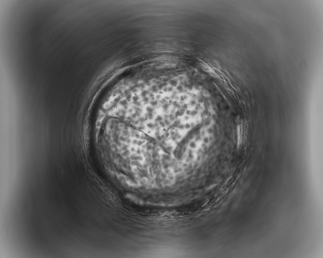 X0000096180243200802081505