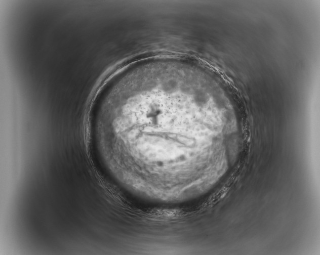 X0000096180247200802081505