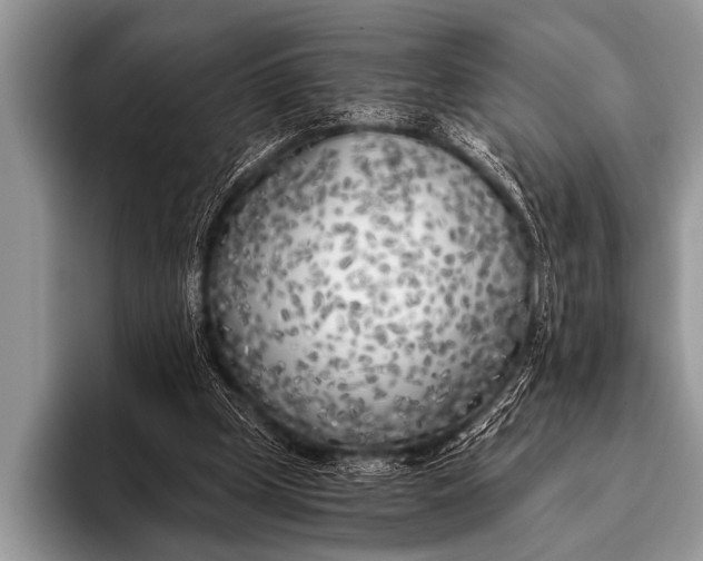 X0000096180249200802081505