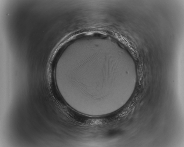 X0000096180295200802081505