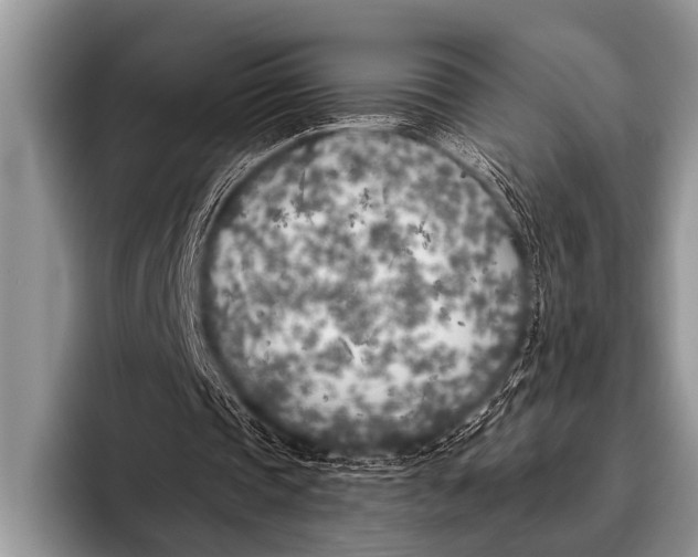 X0000096180337200802081504