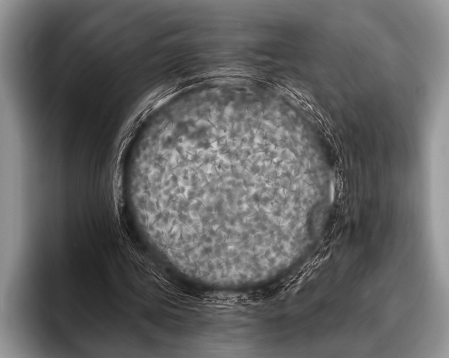 X0000096180339200802081504