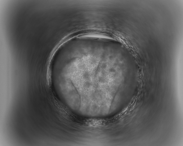 X0000096180343200802081504