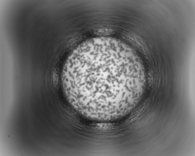 X0000096180371200802081504
