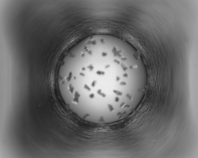 X0000096180386200802081504