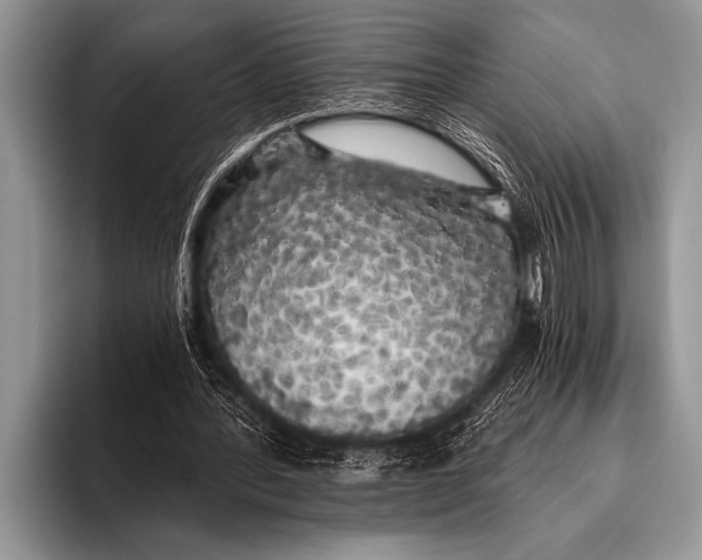 X0000096180388200802081504