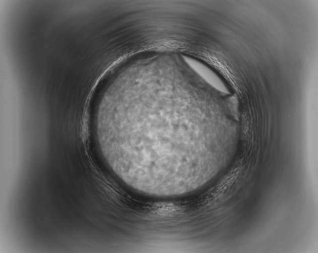 X0000096180392200802081504