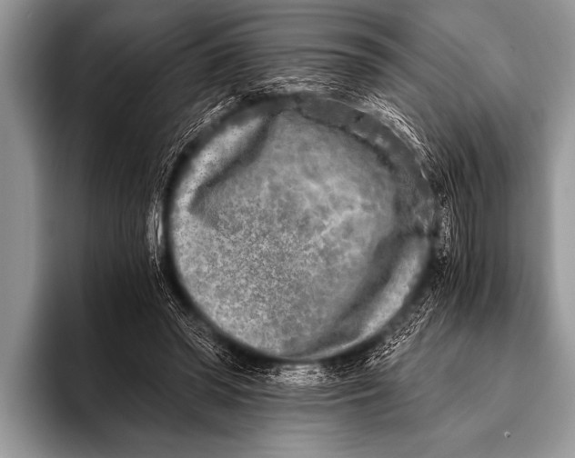 X0000096180398200802081503