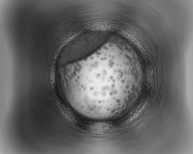 X0000096180399200802081503