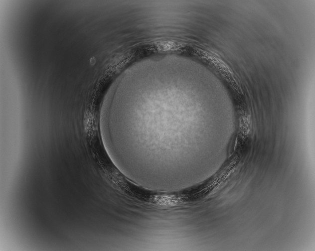 X0000096180419200802081503