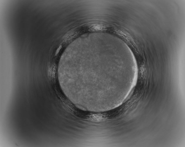 X0000096180423200802081503