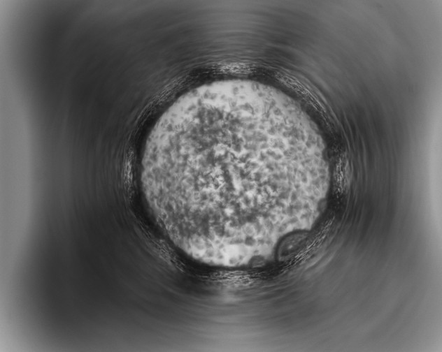 X0000096180424200802081503