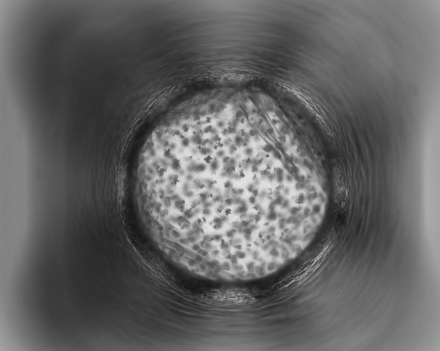 X0000096180451200802081503