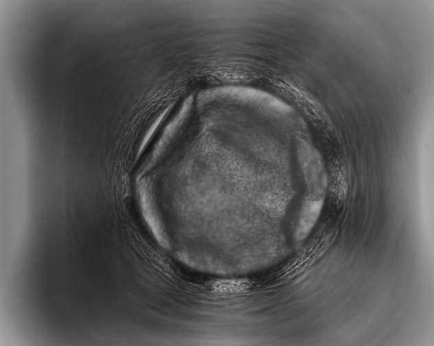 X0000096180465200802081503