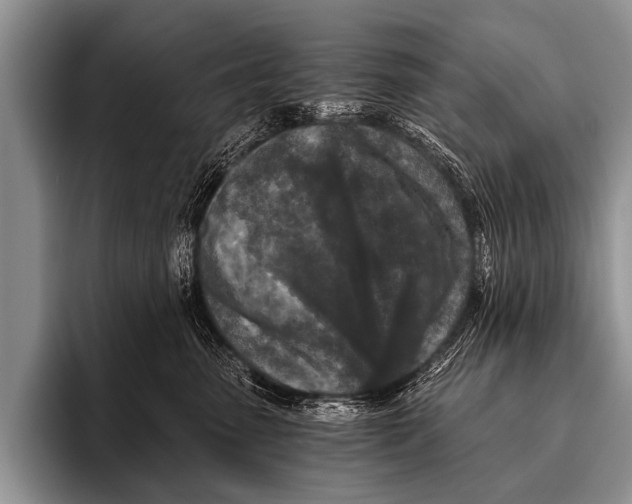 X0000096180475200802081503