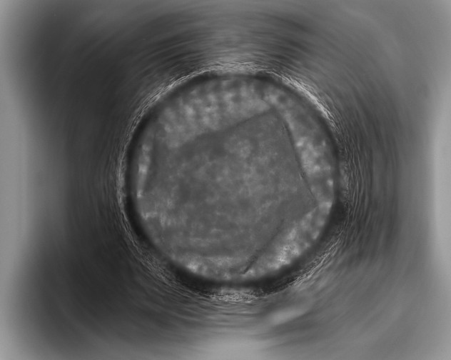 X0000096180487200802081502