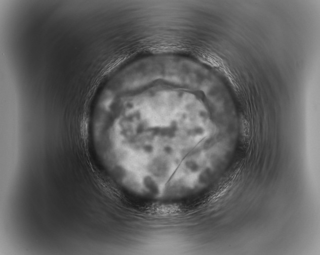 X0000096180491200802081502