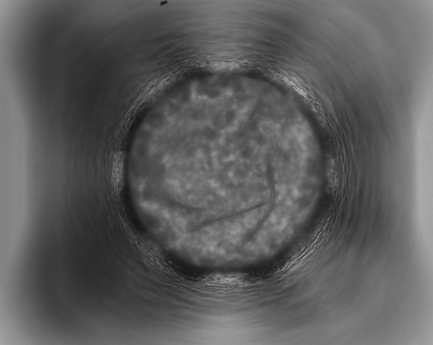 X0000096180495200802081502