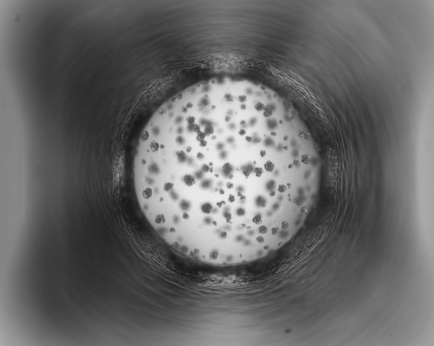 X0000096180502200802081502