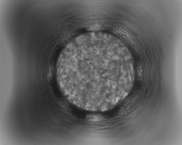 X0000096180503200802081502