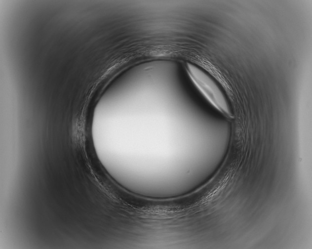 X0000096180530200802081501