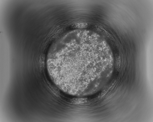X0000096180553200802081501