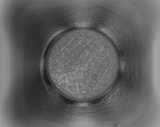X0000096180583200802081501